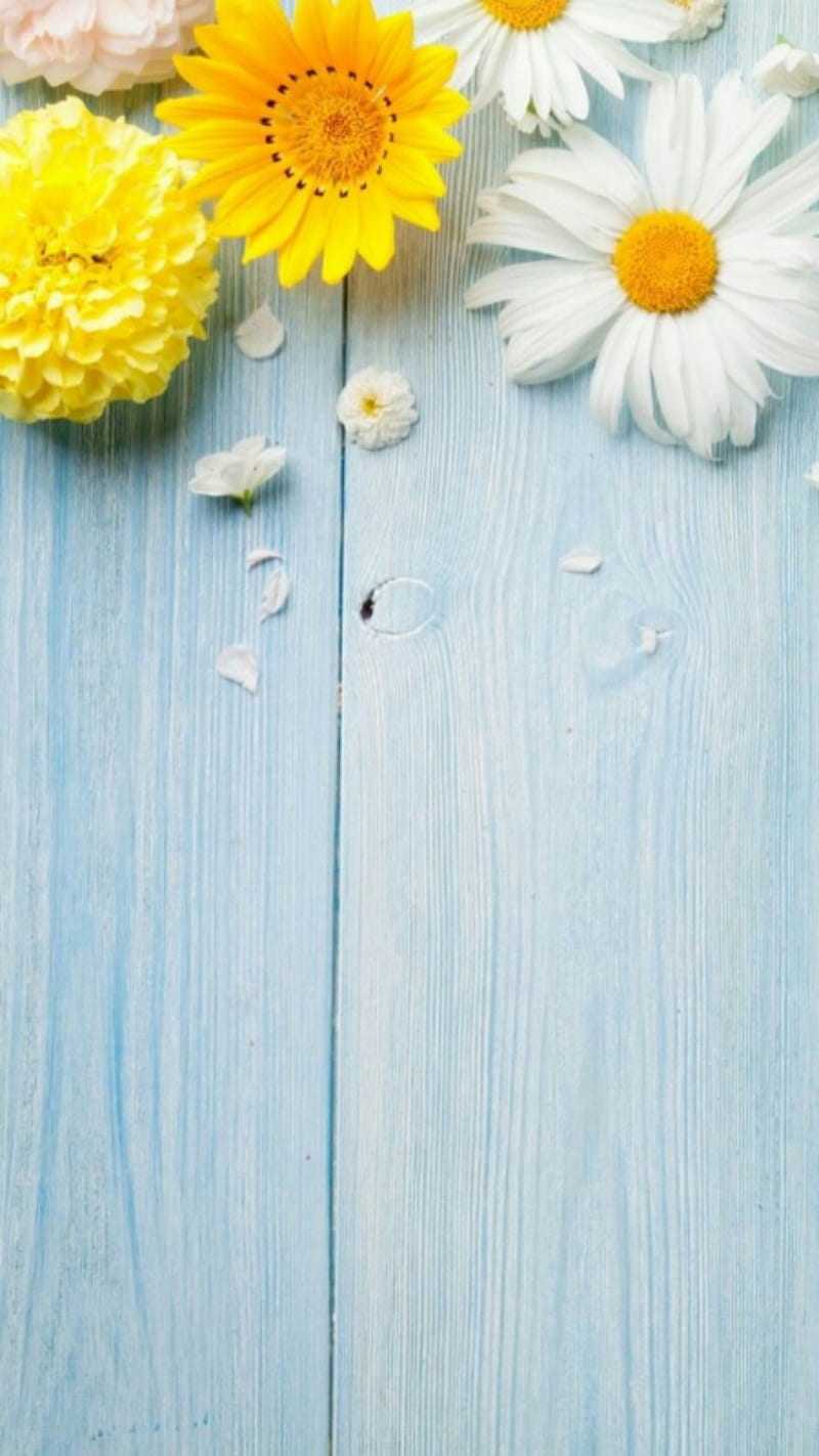 spring, cute, HD phone wallpaper