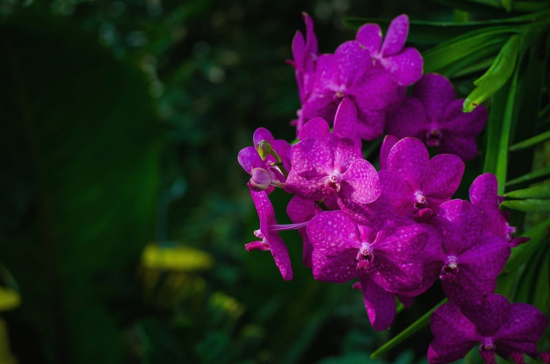 *** Orchids ***, orchids, purple, flower, flowers, nature, HD wallpaper