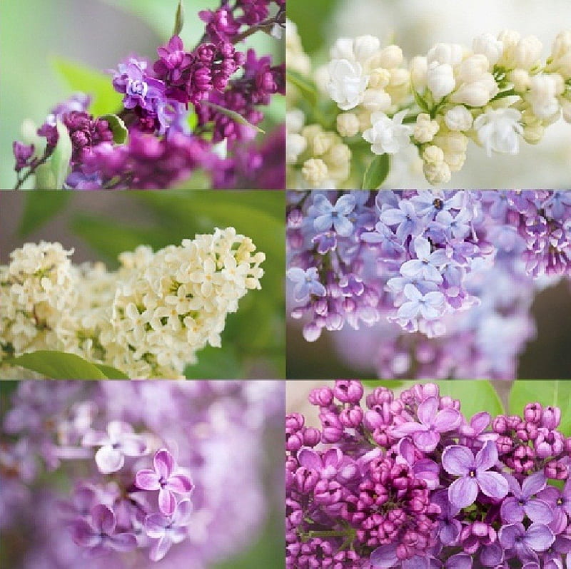 LILACS - for the leader of wonderful group , flowers, group leader, collage, lilacs, HD wallpaper