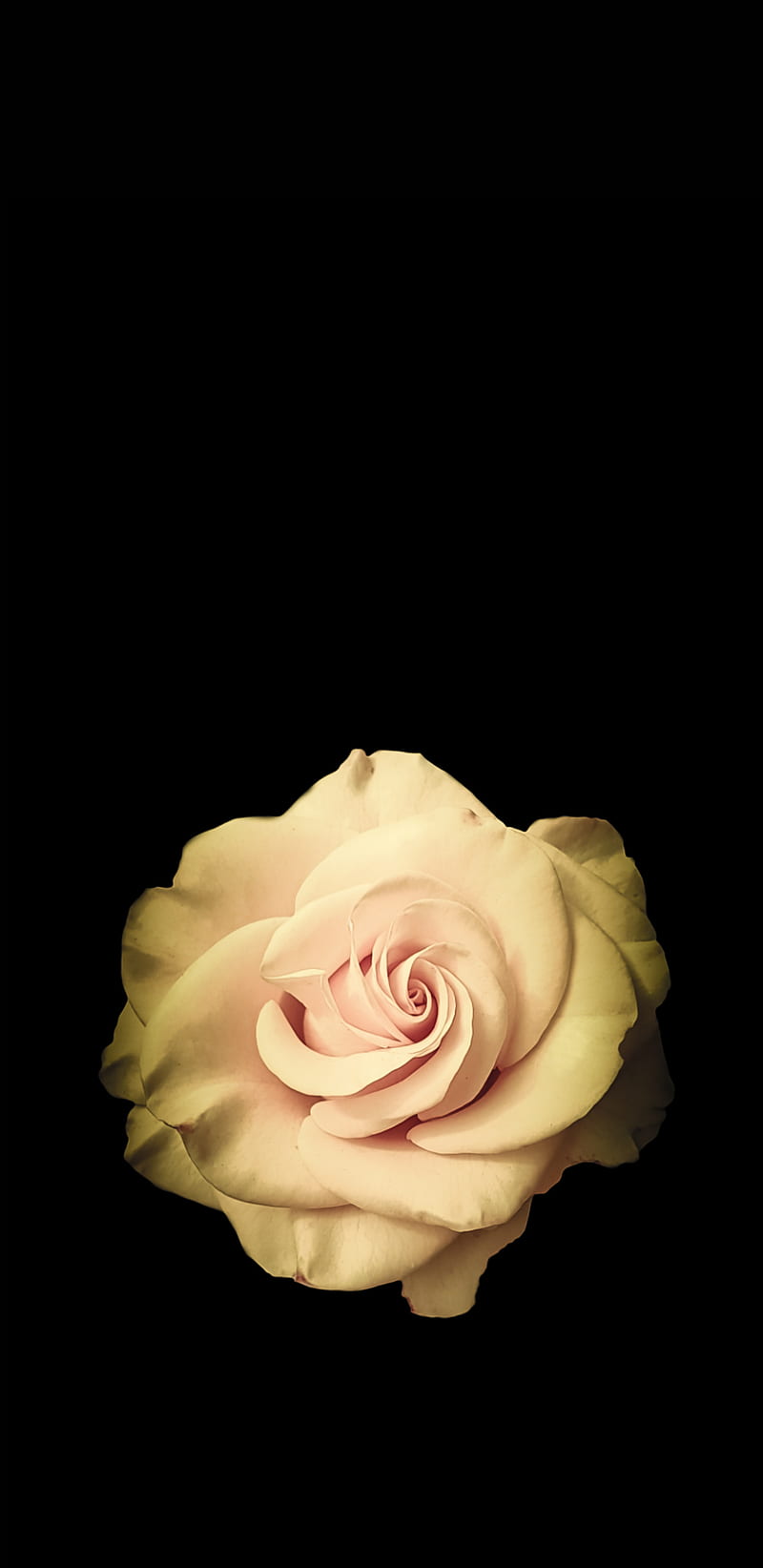 Rose, love, flowers, pink, real, roses, vintage, white, HD phone wallpaper  | Peakpx