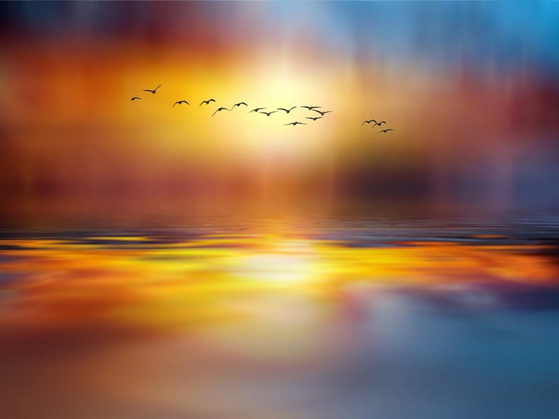 A Flock of Gulls, birds, nature, sunset, reflection, flock, sea, HD wallpaper