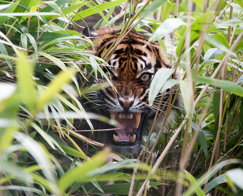 Tiger, animal, grass, hiding, savage, wild, HD wallpaper