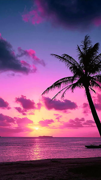 HD pink tropical sunset wallpapers | Peakpx