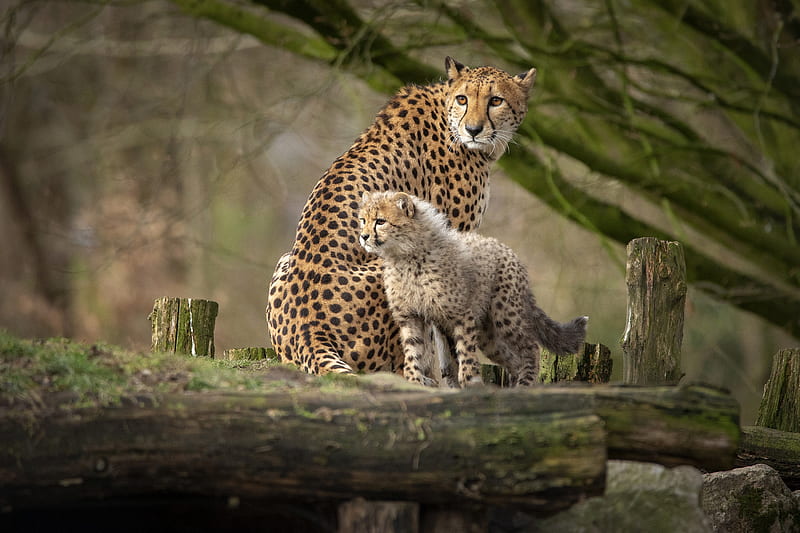 Cats, Cheetah, Baby Animal, Big Cat, Cub, Wildlife, predator (Animal), HD wallpaper