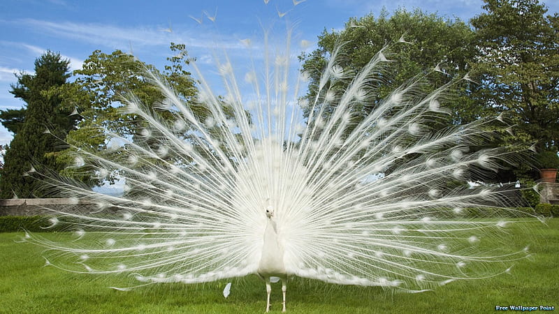 White Peacock, bird, displaying, peacock, white, feathers, HD wallpaper