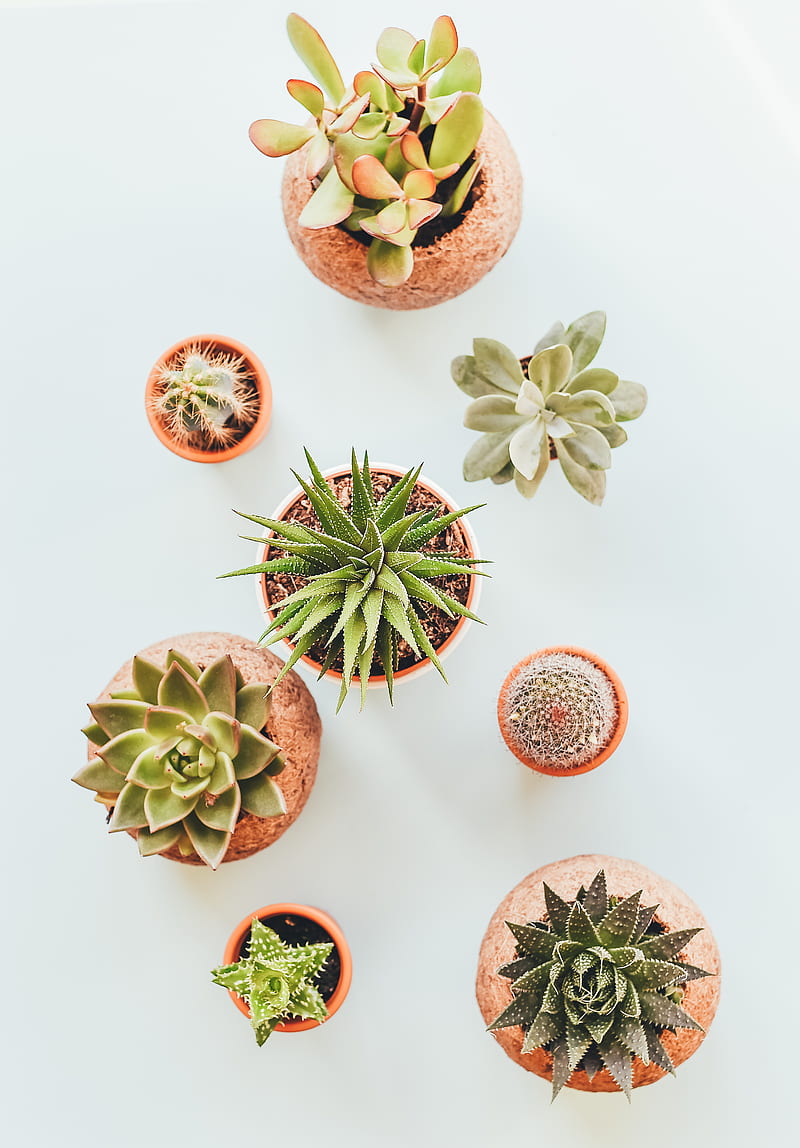 assorted succulents in clay pots, HD phone wallpaper
