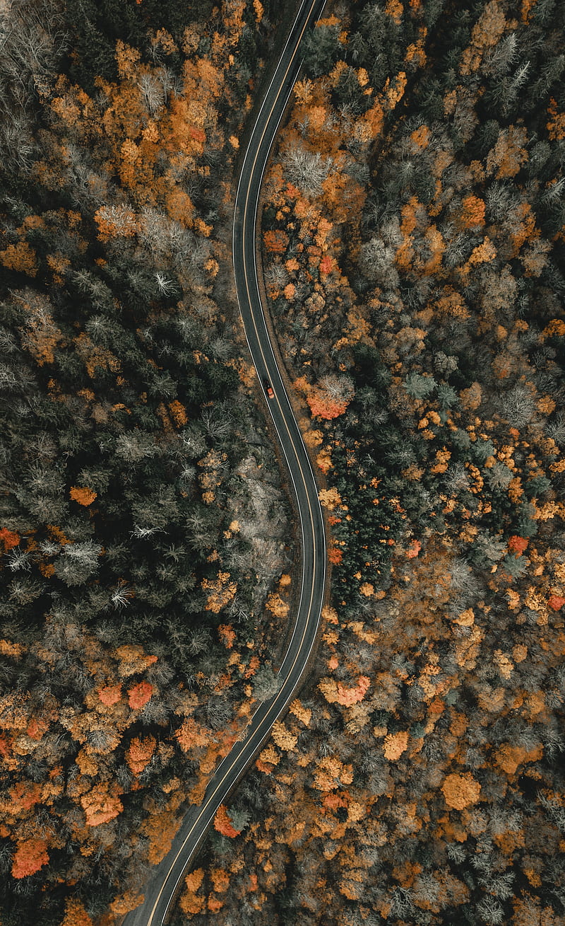forest, road, aerial view, winding, nature, HD phone wallpaper