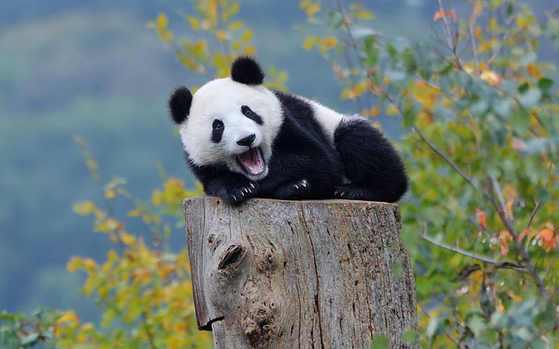 Panda wallpapers HD background desktop. | Cute panda wallpaper, Panda  wallpapers, Cute wallpapers