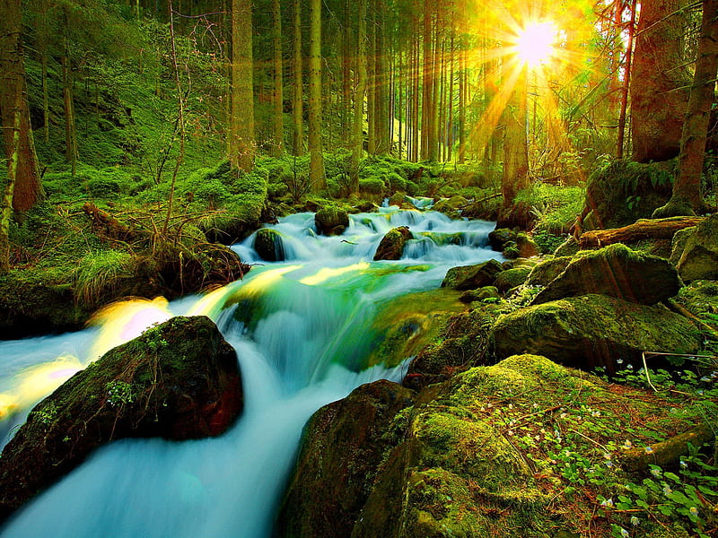 Sunlight through the forest, stream, fall, rocks, glow, sun, falling, dazzling, shine, bonito, stones, waterfall, river, forest, sunlight, greenery, creek, trees, water, plants, summer, nature, HD wallpaper