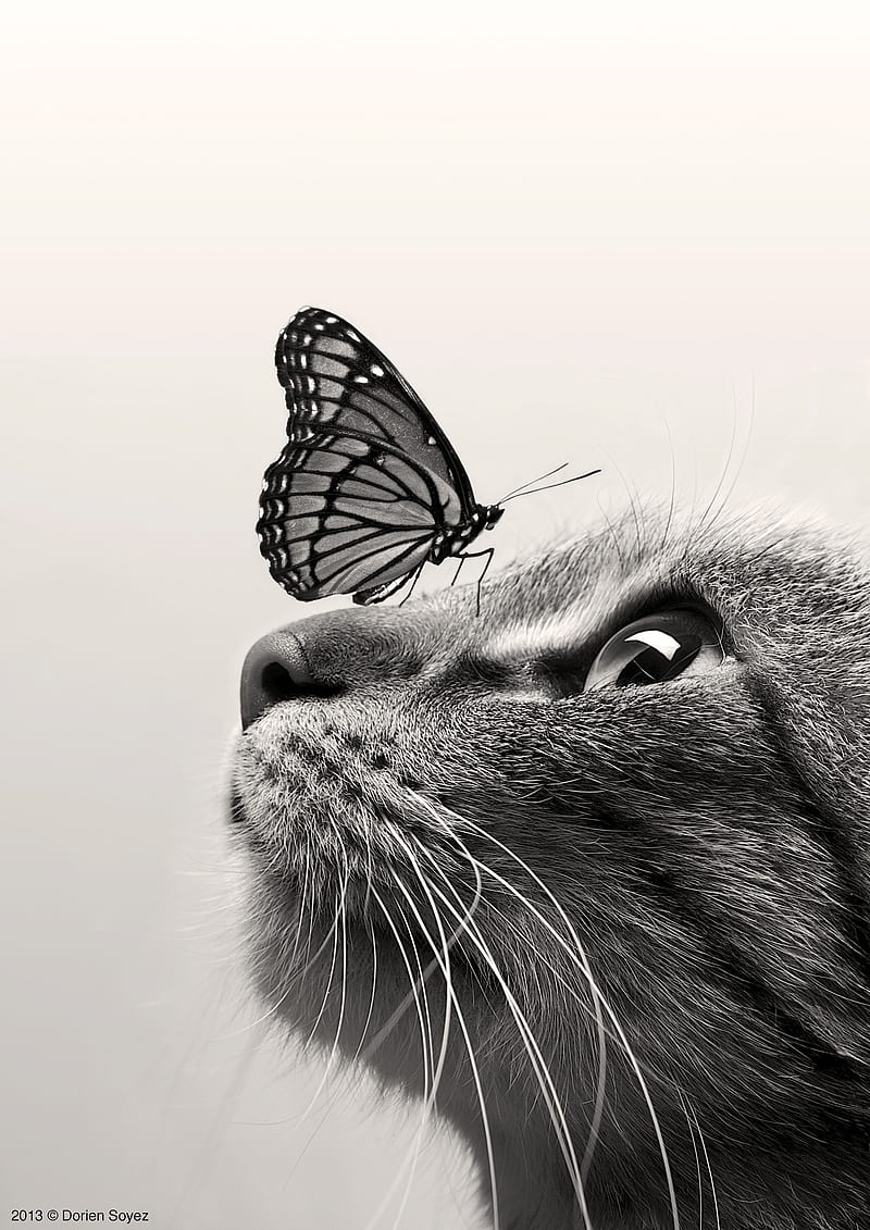 Cat with butterfly, cute, wonder, HD phone wallpaper