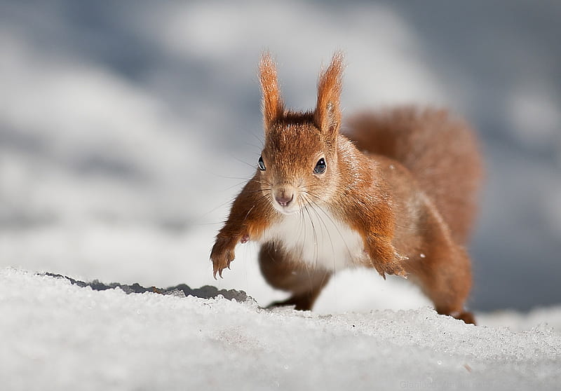 Squirrel, cute, veverita, snow, white, animal, winter, HD wallpaper