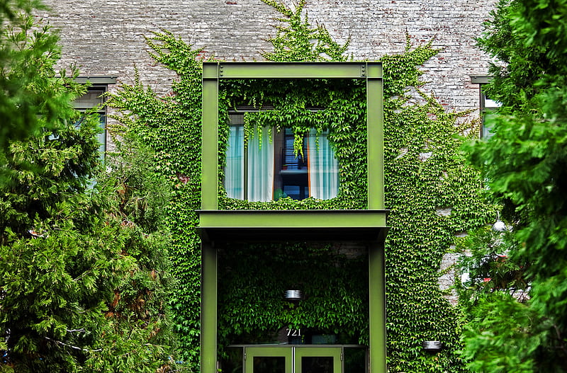 Garden at the Window, window, plants, curtain, climbing, trees, ivy, HD wallpaper