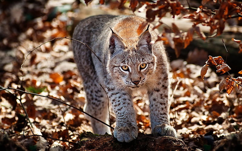 Lynx, red, autumn leaf, wild cat, animal, HD wallpaper | Peakpx