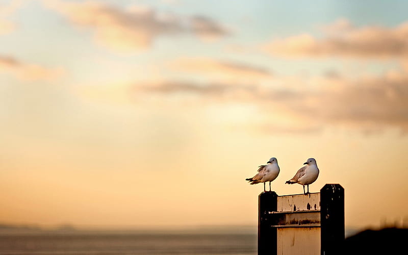 seagulls-birds, HD wallpaper
