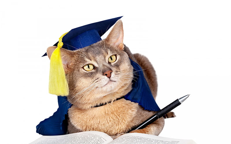 British short-haired cat, funny animals, cat scientist, graduate, cats, cute animals, graduation concepts, HD wallpaper