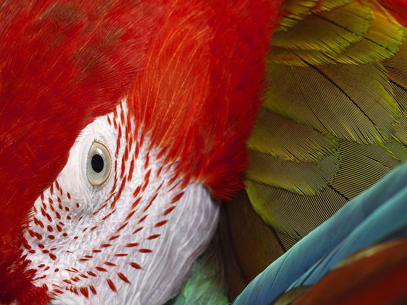 Macaw, red, lovely, eye, birds, nature, bonito, parrot, HD wallpaper