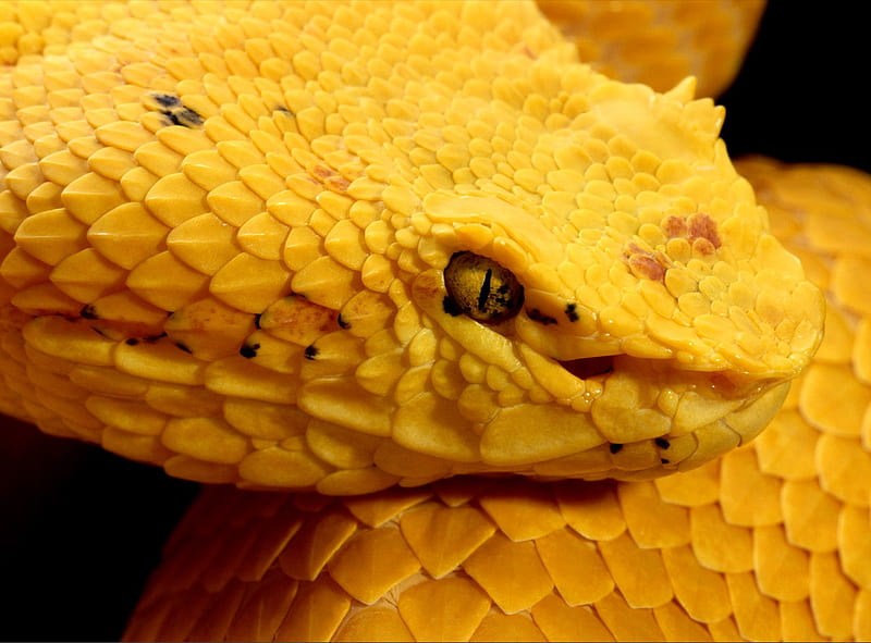 Eyelash Viper, forest, bothriechis schlegelii, yellow, eyelash mountain viper, anaconda, wild, latin american, pit viper, snake, venomous, HD wallpaper