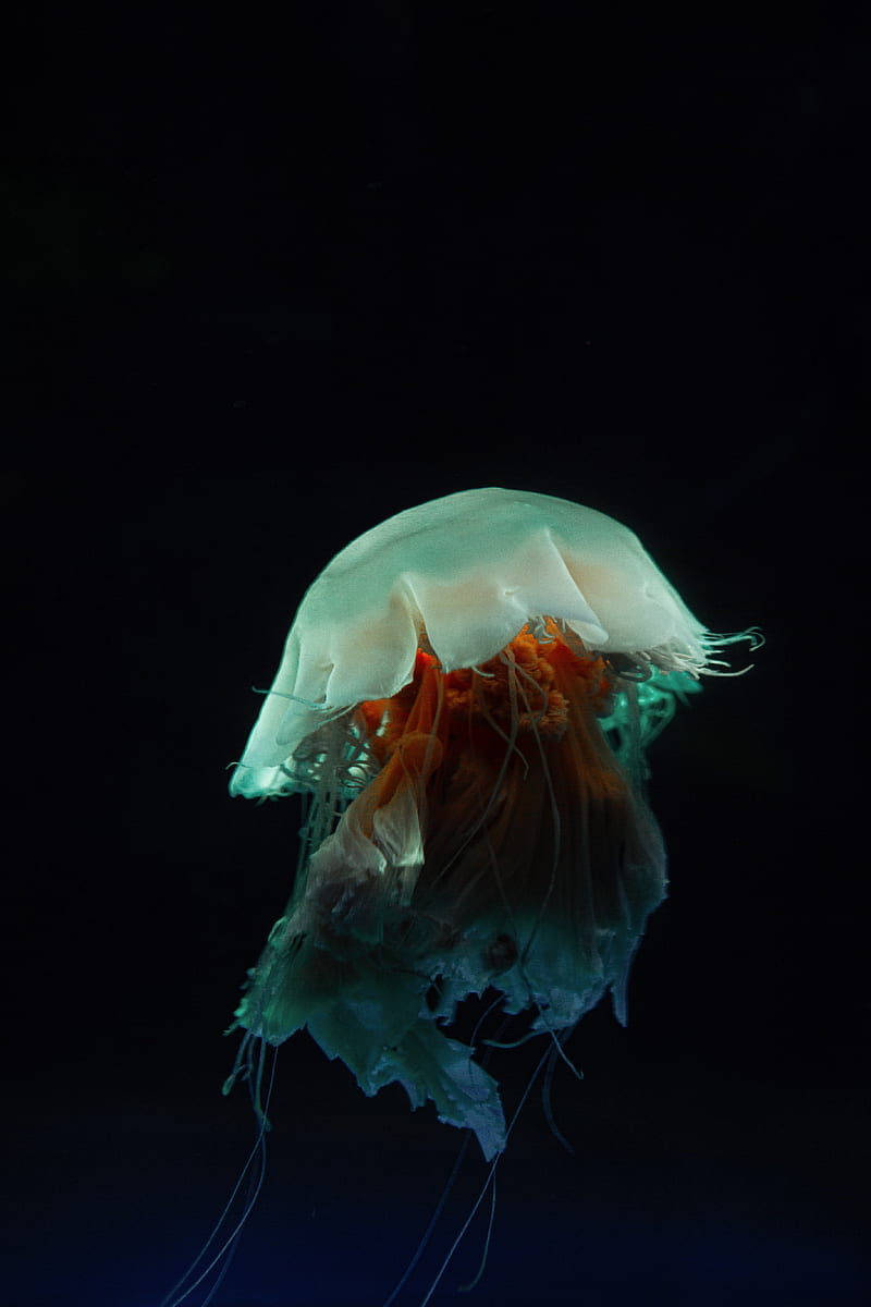 jellyfish, tentacles, underwater world, dark, HD phone wallpaper