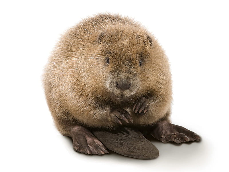 Rodent* Beaver, Canada's national symbol, mammal, beaver, nature, rodent,  animal, HD wallpaper | Peakpx