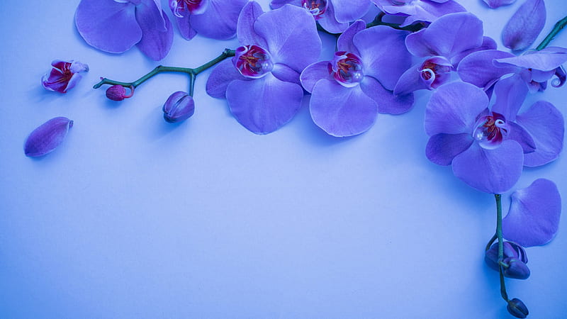 Orquídea azul flores floral flores, Fondo de pantalla HD | Peakpx
