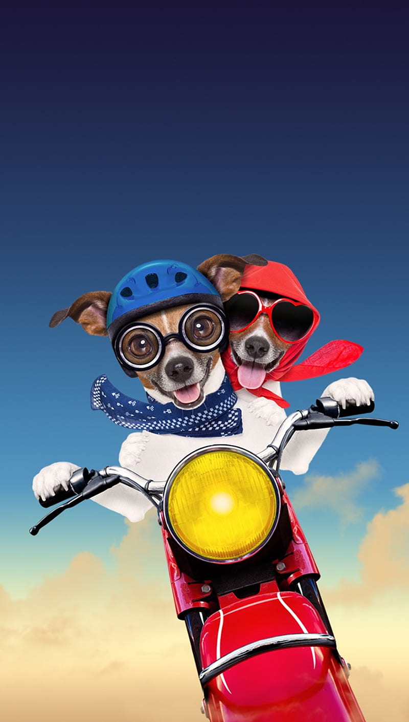 Crazy Dogs, animal, apple, cool, dog, iphone, love, moto, pet, HD phone wallpaper