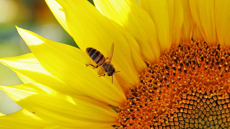 Polinating Sunflower, Firefox theme, fall, bee, autumn, sunflowers, summer, pollination, HD wallpaper