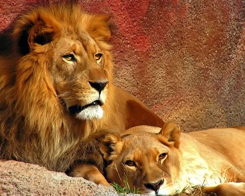 Beautiful Lion Couple, feline, mane, lion, wild, HD wallpaper