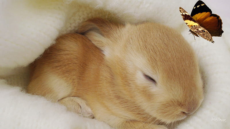 Sleep Sweet Bunny, rabbit, sleep, soft, spring, baby, sweet, pet, butterfly, bunny, HD wallpaper