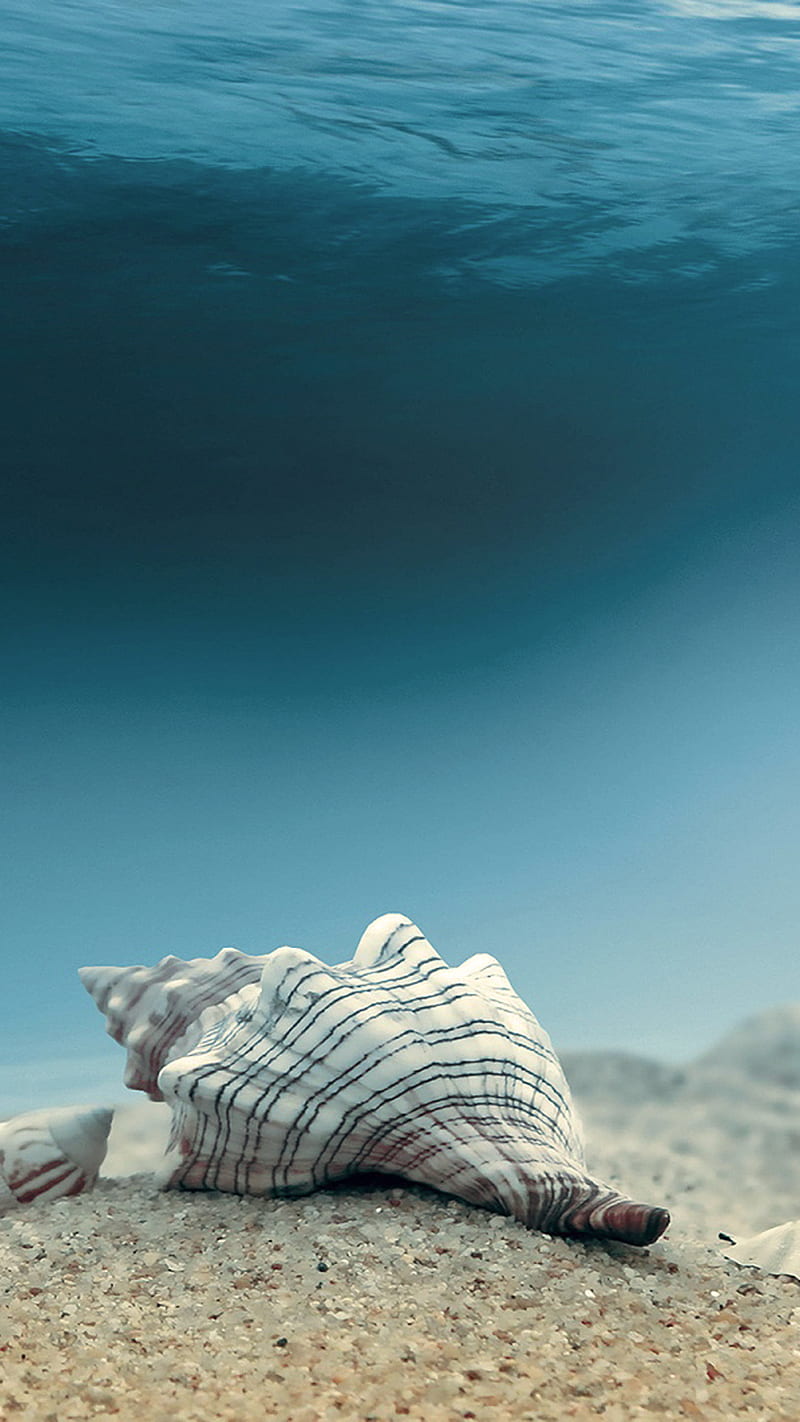 Sea shell, beach, ocean, sand, water, HD phone wallpaper