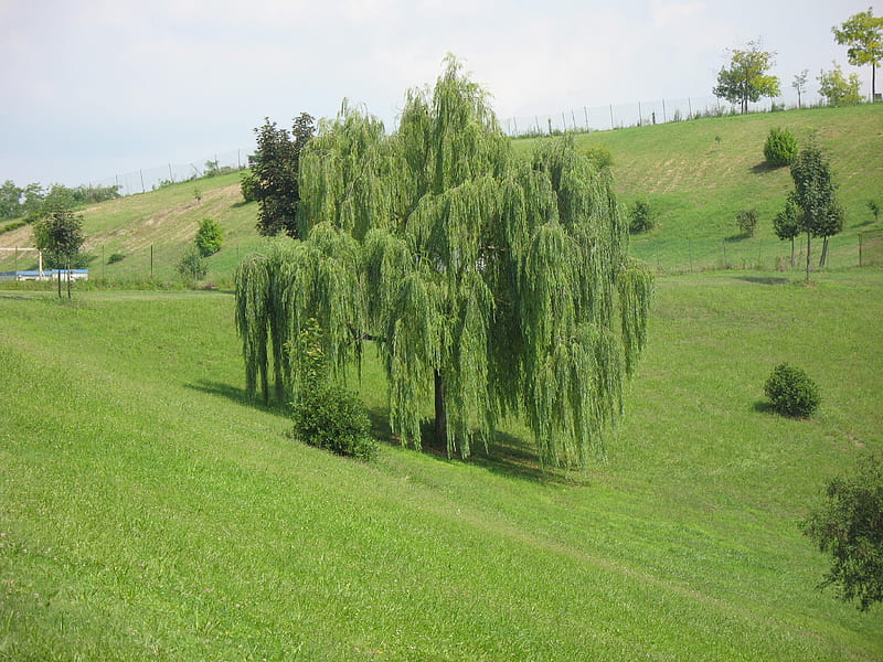Weeping willows, grass, view, fields, trees, HD wallpaper