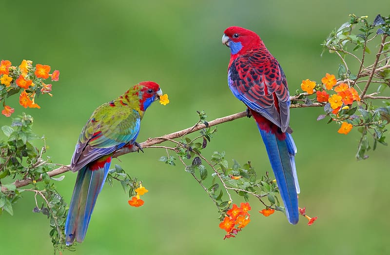 Birds, Animal, Spring, Parrot, Blossom, Rosella, Crimson Rosella, HD wallpaper