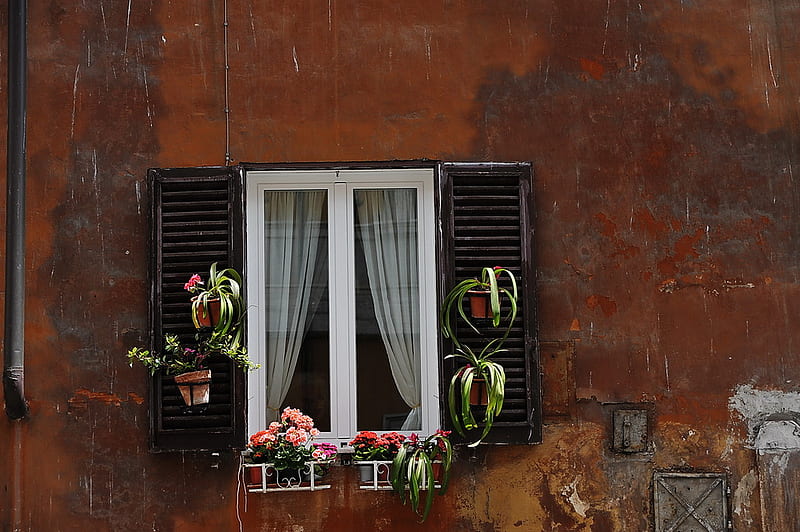 Behind the window, window, flowers, wall, woman, speaking, HD wallpaper