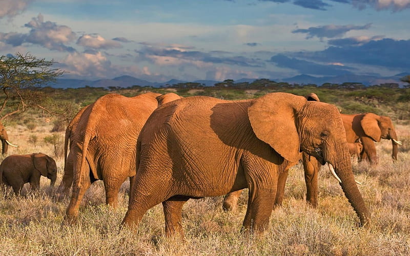 elephant herd, sky, grass, elephant, savannah, HD wallpaper