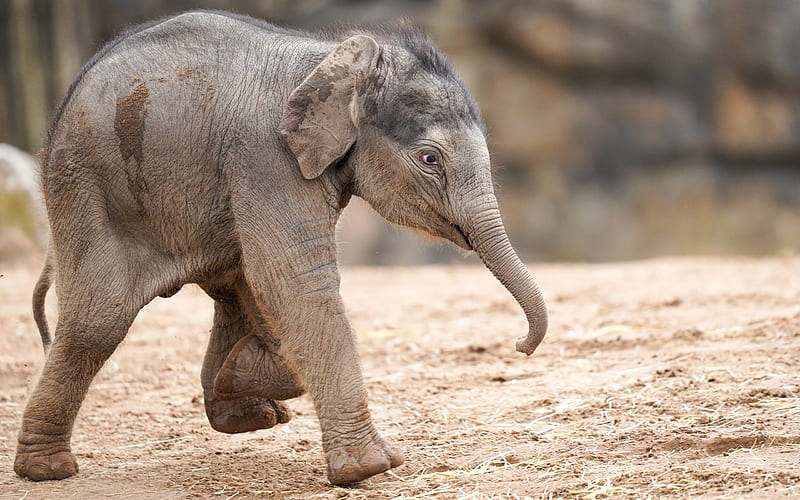 baby elephant, trunk, baby, animal, elephant, HD wallpaper