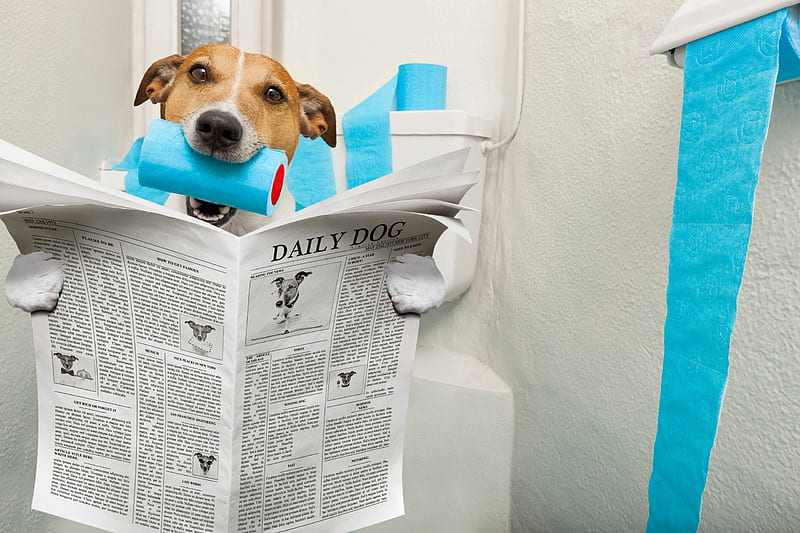 Good morning!, caine, toilet, funny, morning, paper, white, puppy, dog,  blue, HD wallpaper | Peakpx