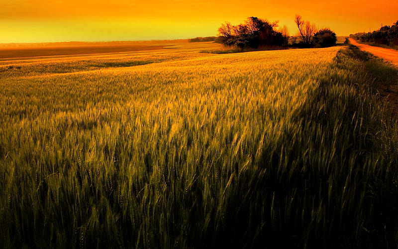 sunset over wheat field-beautiful natural landscape, HD wallpaper