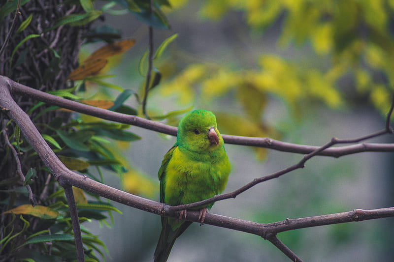 parrot, bird, green, branch, HD wallpaper