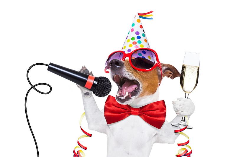 Happy New Year!, red, caine, bow, animal, hat, sunglasses, glass, microphone, jack russell terrier, party, funny, white, dog, HD wallpaper