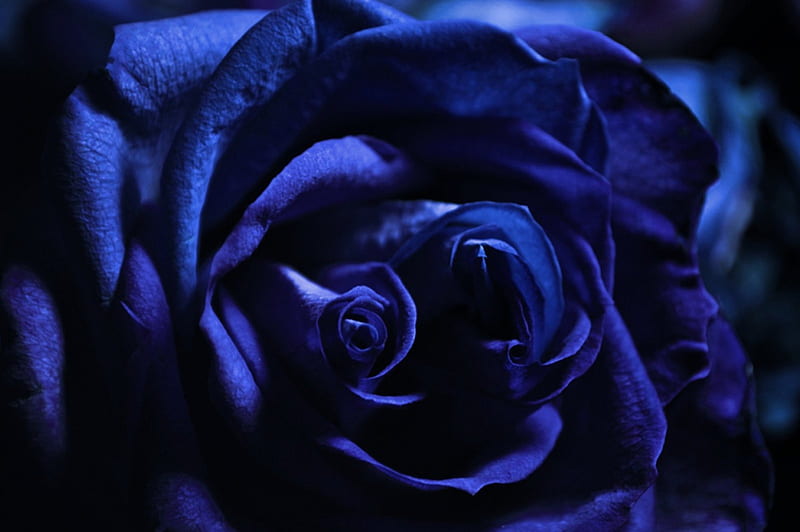 My Blue Rose, flowers, roses, rose, blue, HD wallpaper | Peakpx