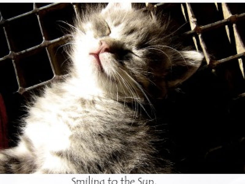 Smiling~ to~ the~ Sun, sun, small, sweetheart, sweet, friendship, love, siempre, friends, animals, lovely, paw, smile, print, smiling, pet, tiny, sunshine, cats, kitten, HD wallpaper