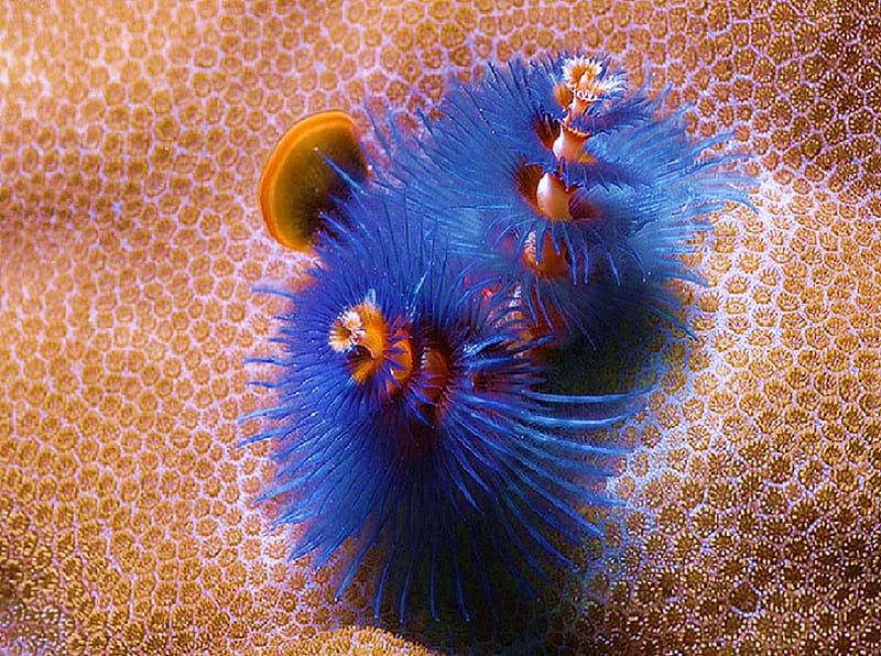 Sea Life 22, reef, fish, ocean, coral, anemone, HD wallpaper