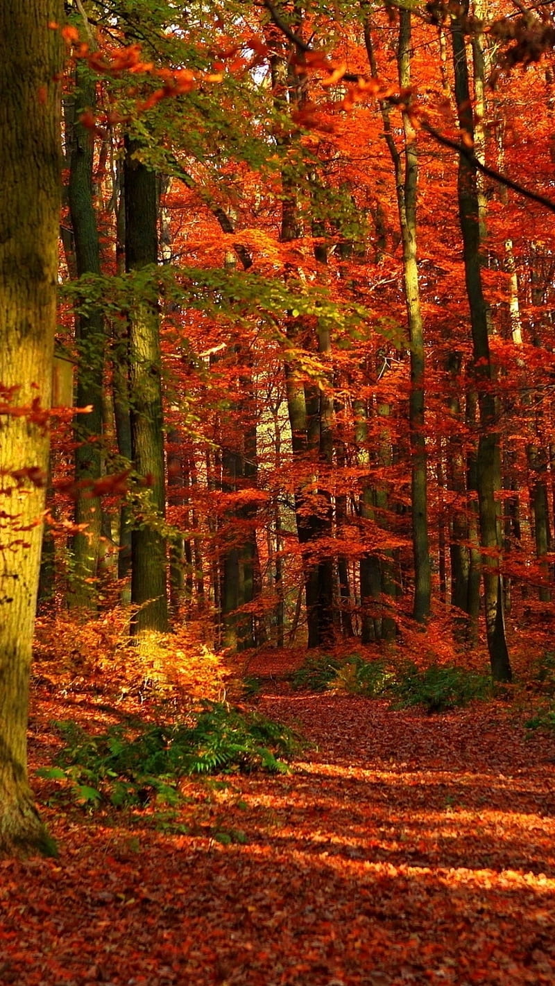 autumn walk, autumn, leaves, orange, red, trees, woodland, woods, yellow, HD phone wallpaper