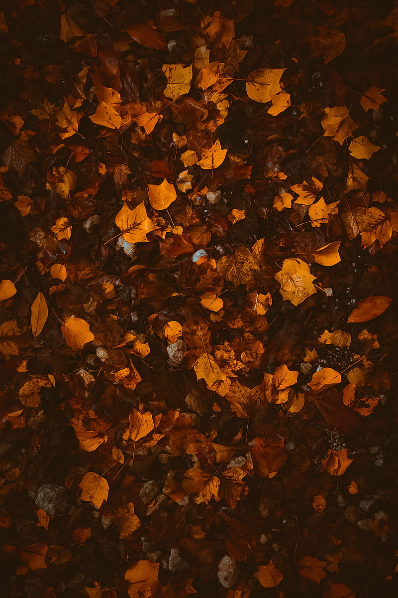 Foliage, leaves, autumn, fallen, brown, yellow, HD phone wallpaper | Peakpx