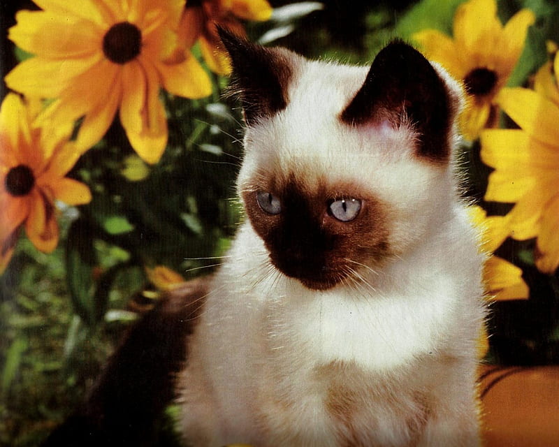 A siamese kitten with black-eyed susan flowers, sianese, feline, flowers, black-eye susan, kitten, HD wallpaper
