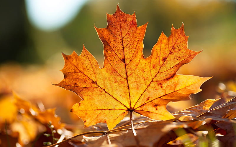 autumn leaf-Autumn landscape, HD wallpaper