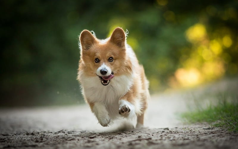 Corgi, friend, animal, dog, HD wallpaper | Peakpx