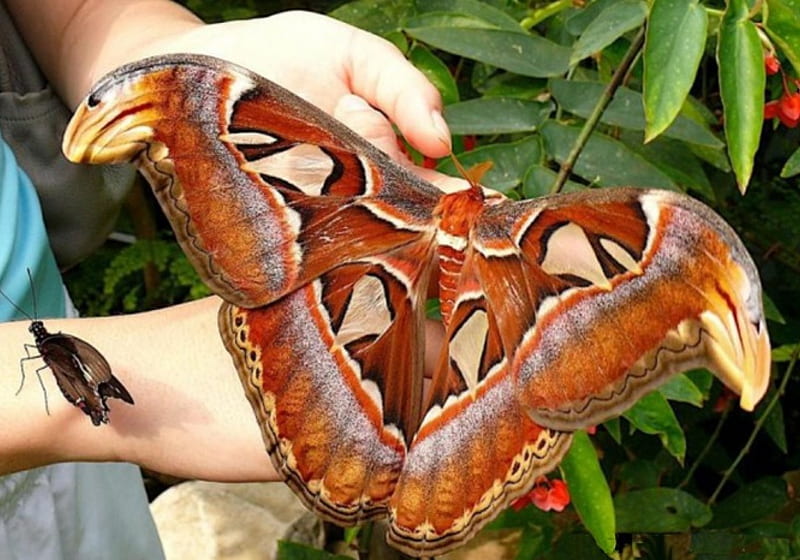 Atlas Moth, moth, hand, atlas, leaf, HD wallpaper