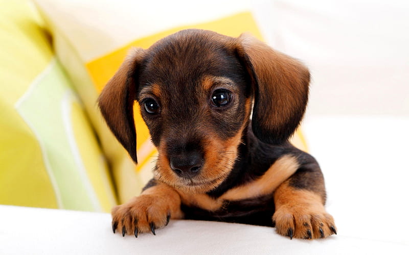 Dachshund, cute dog, puppy, cute animals, dogs, HD wallpaper | Peakpx