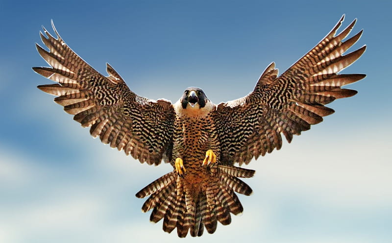 Peregrine Falcon, Raptors, Falcons, Birds of Prey, HD wallpaper