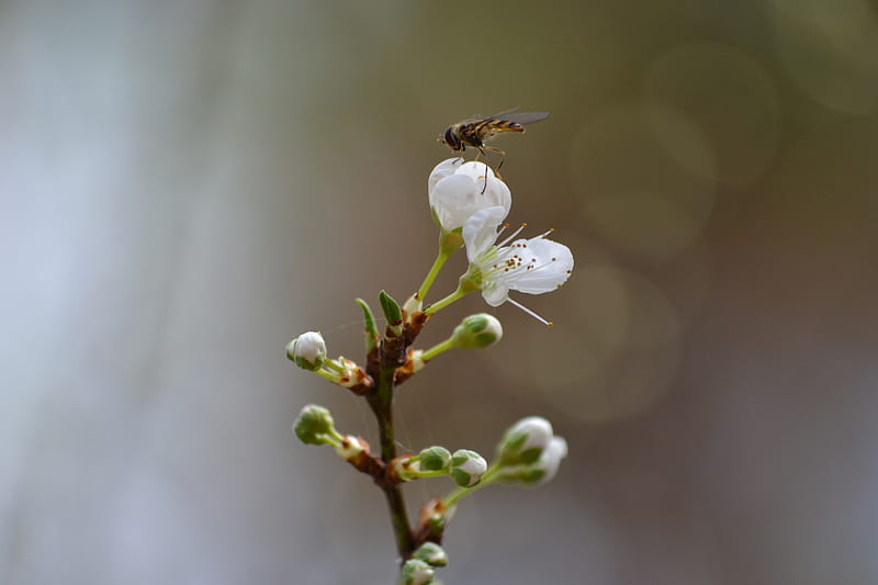 first sign's of spring, plum, tree, blossom, insect, white, HD wallpaper